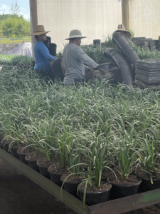 Potting of Liriope at Green Tropical Plants Homestead