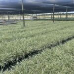 Green Tropical Nursery Location 26581 SW 157 Ave Homestead, Fl 33031 Ground Cover For Sale