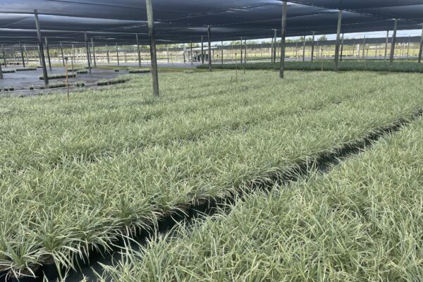 Green Tropical Nursery Location 26581 SW 157 Ave Homestead, Fl 33031 Ground Cover For Sale