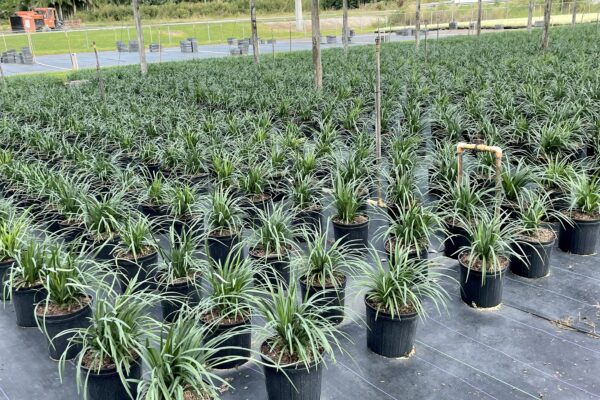 Green Tropical Nursery Location 26581 SW 157 Ave Homestead, Fl 33031