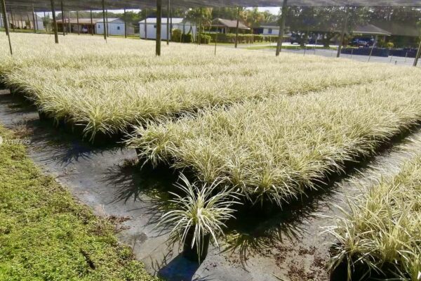 Green Tropical Nursery Location 26581 SW 157 Ave Homestead, Fl 33031 Greentropicalnursery.com #lirope #lillyturf #Monkeygrass #mondograss