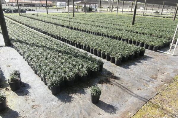 Green Tropical Nursery Location 26581 SW 157 Ave Homestead, Fl 33031 #lirope #lillyturf