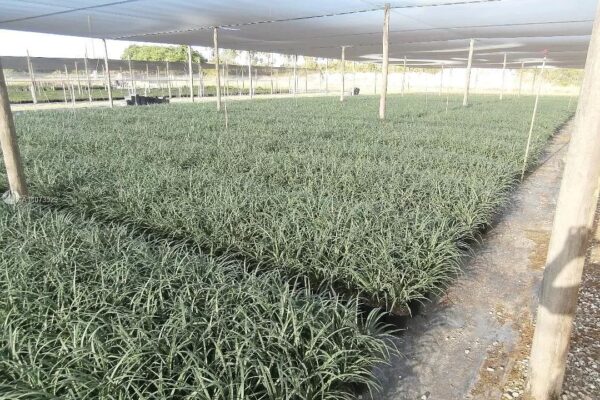 Green Tropical Nursery Location 26581 SW 157 Ave Homestead, Fl 33031