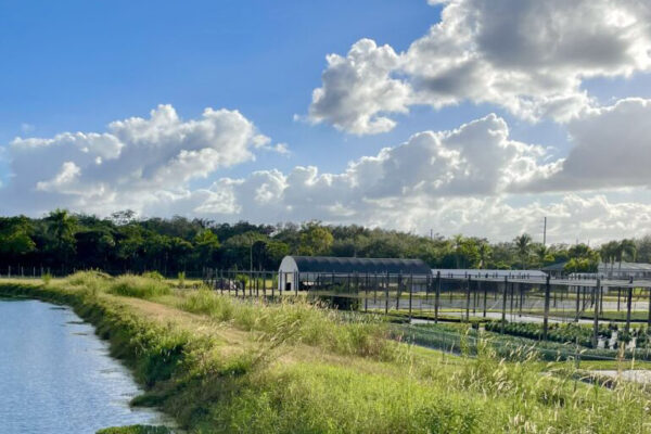 Green Tropical Nursery Location 26581 SW 157 Ave Homestead, Fl 33031