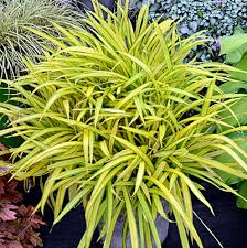 Liriope, Lily Turf, Mondo Grass - Green Tropical Nursery 35