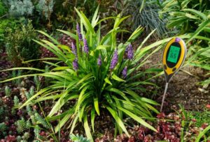 Green Tropical Nursery Liriope Soil Test pH