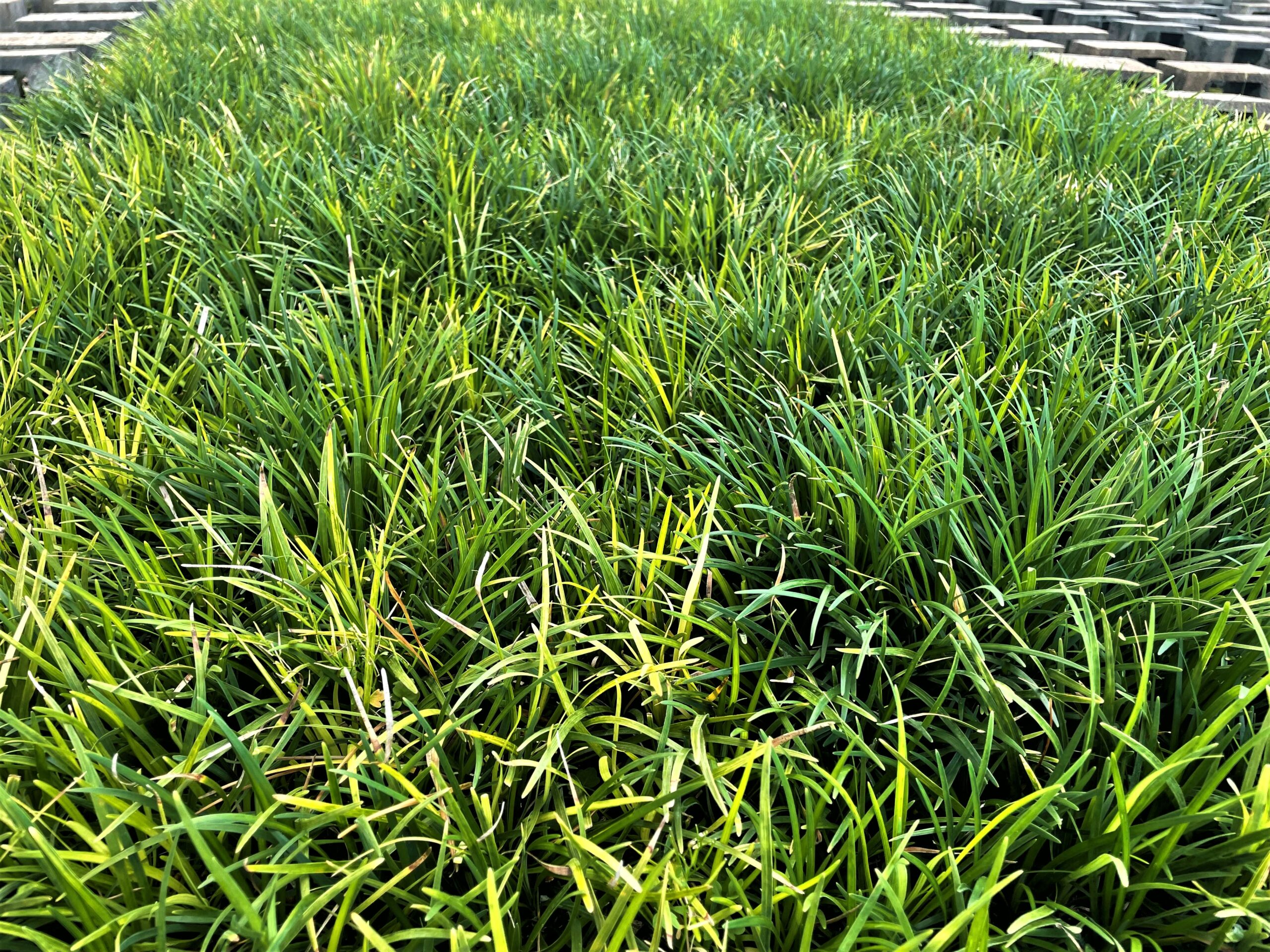 Green Tropical Nursery & Farm – Liriope, Lily Turf, Mondo Grass, Aztec Grass, Ornamental Grass & Florida Native Grass wholesale and retail sales in Homestead Florida