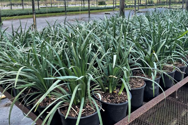 Green Tropical Nursery Location Homestead Lillyturf Liriope Monkey Grass Muscari Retail Wholesale