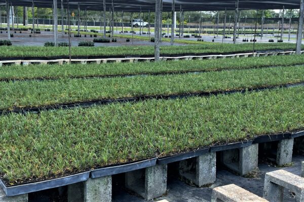 Green Tropical Nursery Location Homestead Lillyturf Liriope Monkey Grass Muscari Retail Wholesale