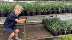 Green Tropical Nursery Location Homestead Trays of Big Blue Liriope Monkey Grass Muscari Retail Wholesale Team Picture z23