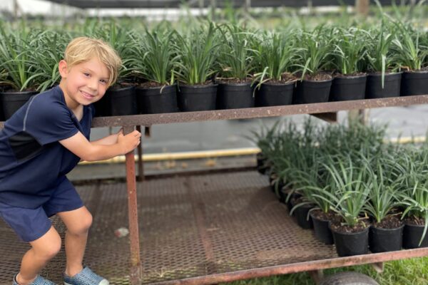 Green Tropical Nursery Location Homestead Trays of Big Blue Liriope Monkey Grass Muscari Retail Wholesale Team Picture z23