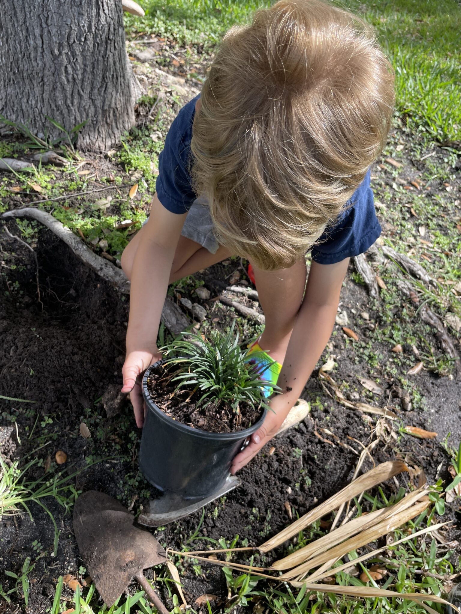 Planting Liriope Green Tropical Nursery Farm   Green Tropical Nursery Planting With William 6 1536x2048 