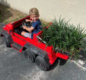 Green Tropical Nursery & Farm – Liriope, Lily Turf, Mondo Grass, Aztec Grass, Ornamental Grass & Florida Native Grass wholesale and retail sales in Homestead Florida