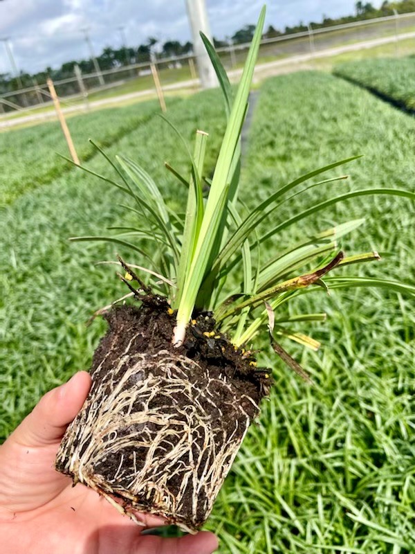 Green Tropical Nursery Location Homestead Liriope Mondo Grass Monkey GrassGreen Tropical Nursery Location Homestead Liriope Mondo Grass Monkey Grass Product for Sale