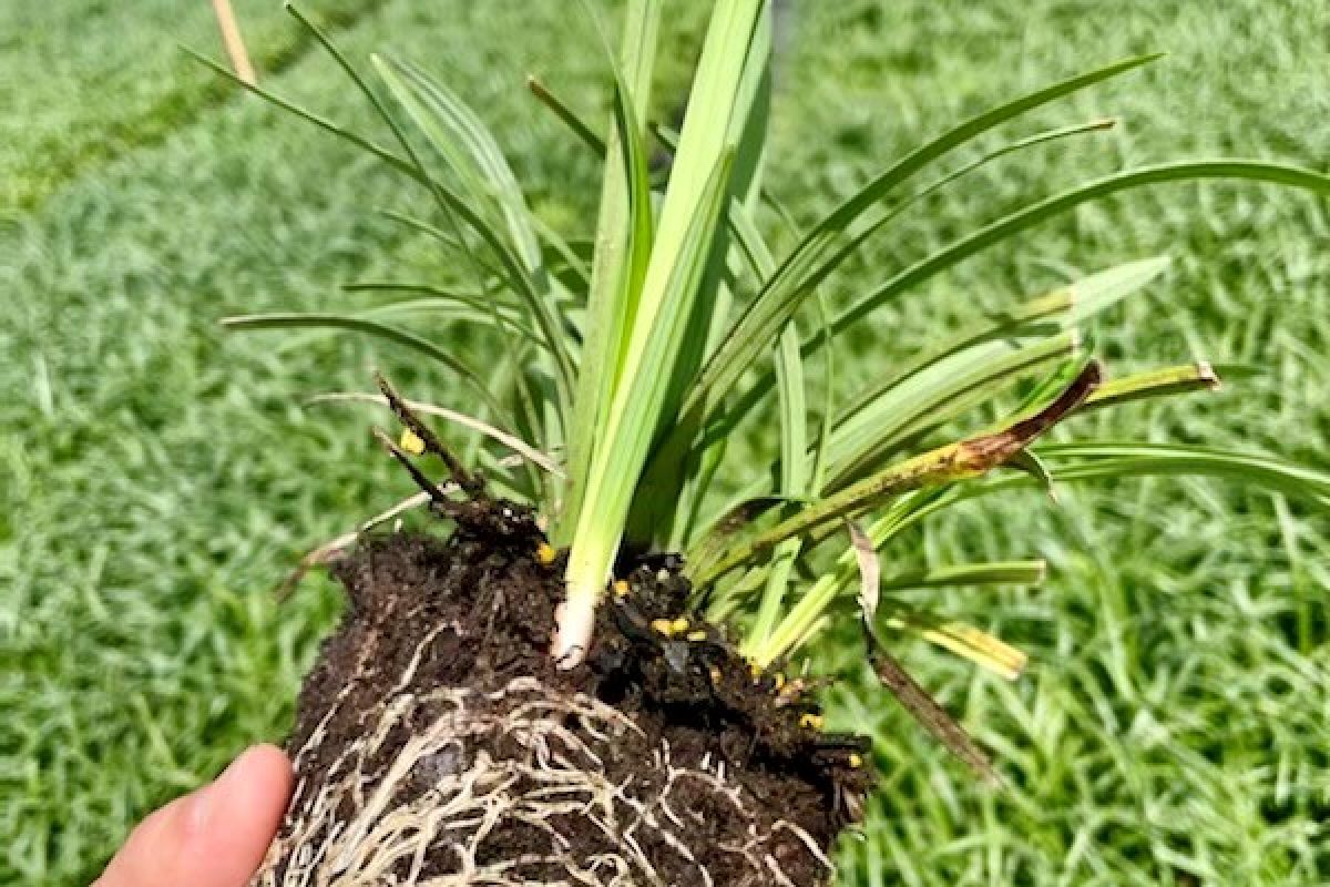 Green Tropical Nursery Location Homestead Liriope Mondo Grass Monkey GrassGreen Tropical Nursery Location Homestead Liriope Mondo Grass Monkey Grass Product for Sale